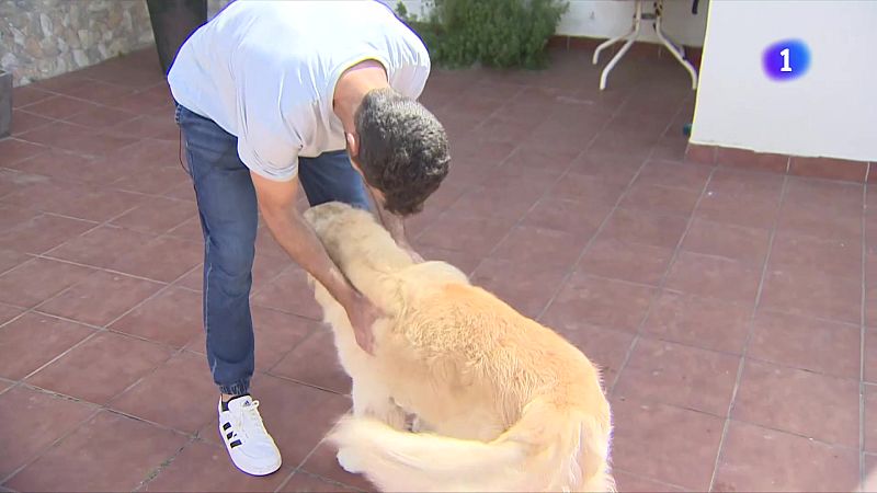 El 20% dels gossos pateixen quan se separen del seu amo - L'Informatiu | Veure