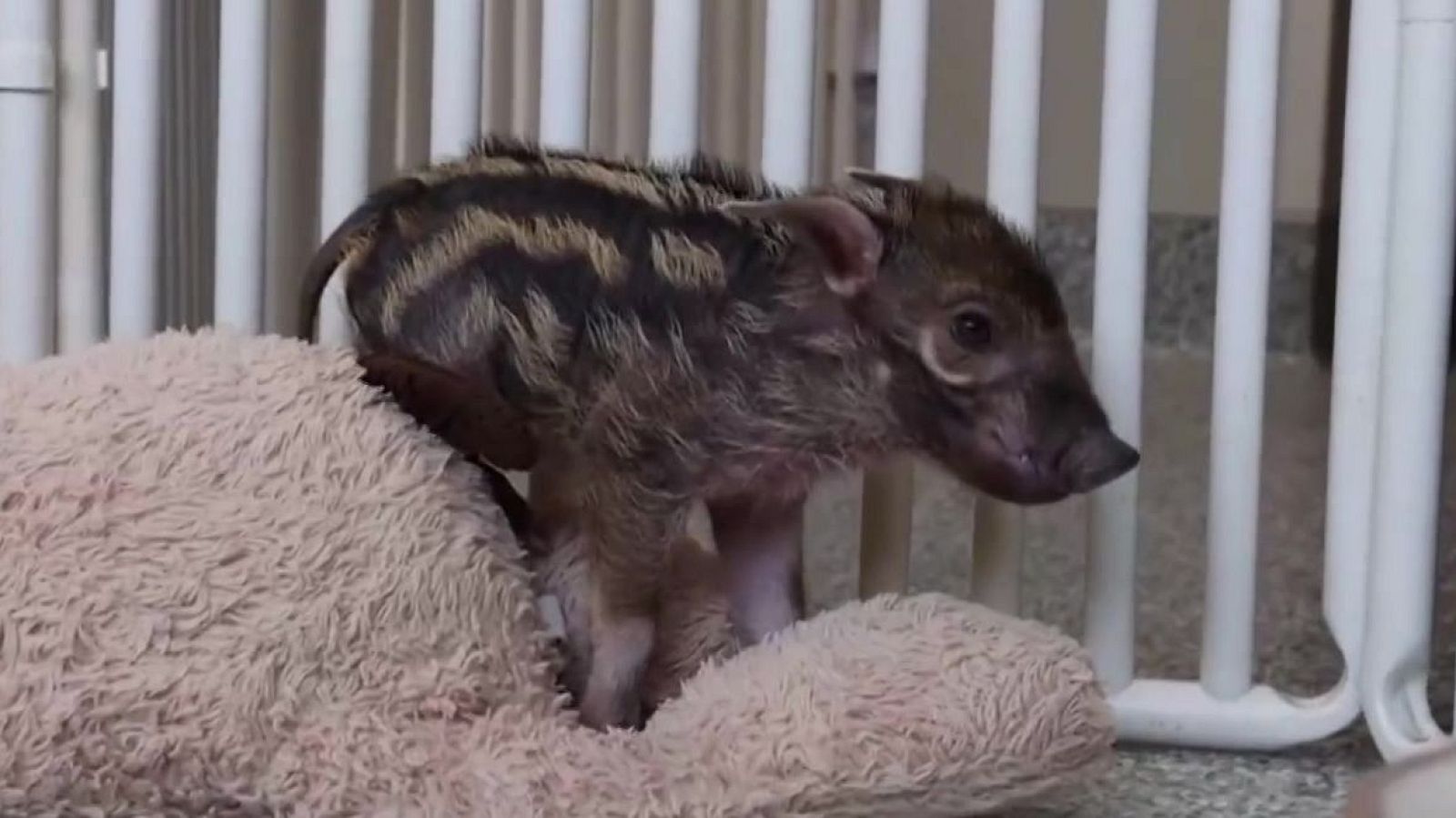 ¿Sabes cómo es el cerdo de río rojo? - Aquí la Tierra | Ver