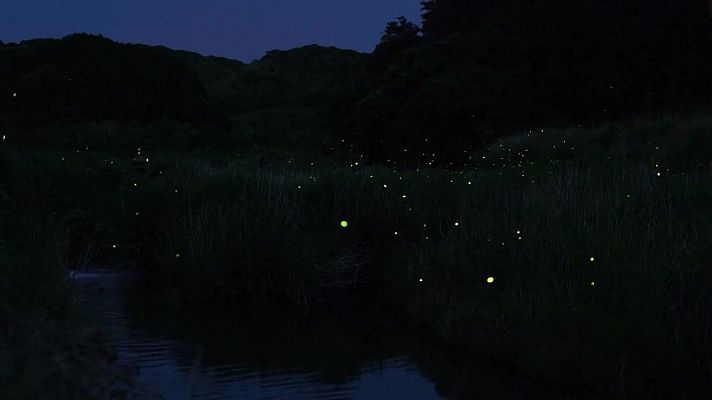 Aquí la Tierra - Romance de luciérnagas