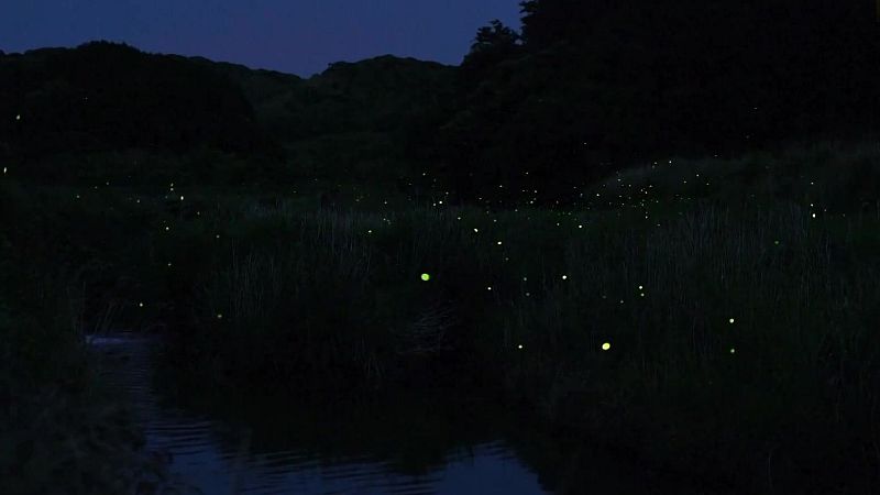 Romance de lucirnagas | Ver