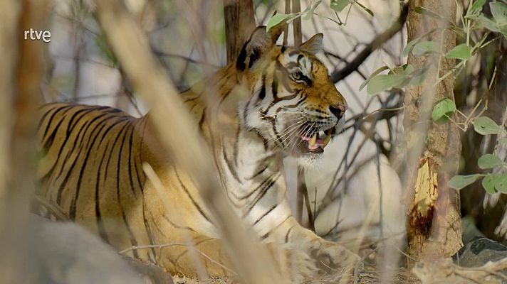 En la naturaleza india - Rana, reina de la selva
