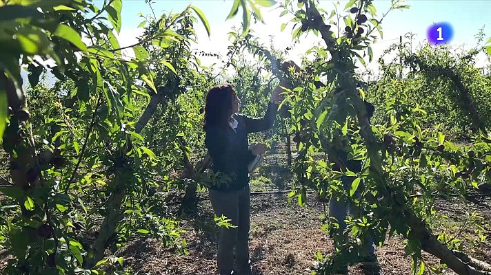 L'Informatiu - Calculen 10.000 hectàrees afectades per la pedregada de dissabte a Ponent