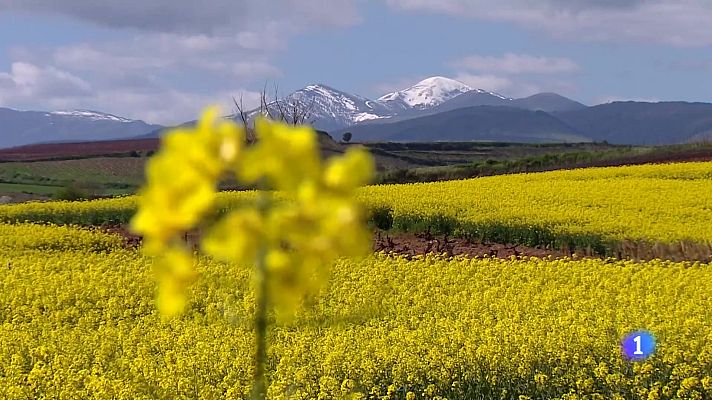 Informativo Telerioja - Informativo Telerioja - 24-04-2024