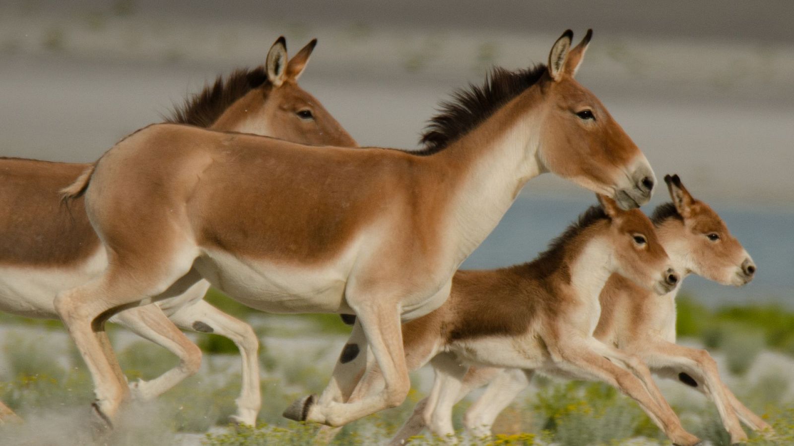 En la naturaleza India - Episodio 3: Rajan, un mono en una misión - ver ahora