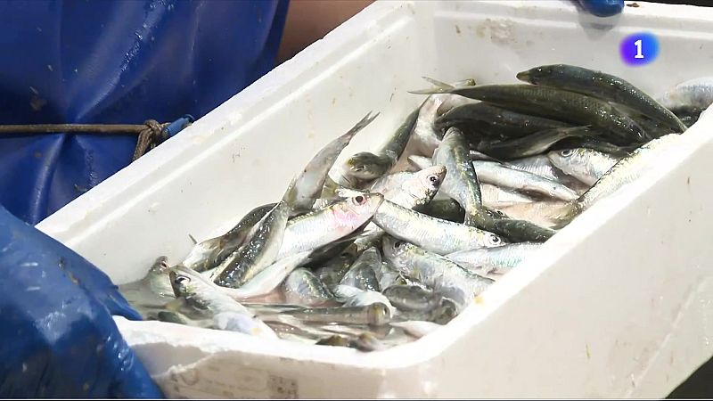 La tonyina arracona la sardina i el seitó a la costa de Tarragona - L'Informatiu | Veure