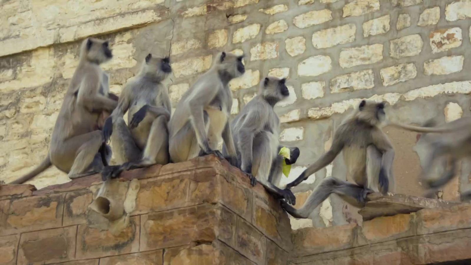 En la naturaleza India - Episodio 4: Monos del templo en fuga - ver ahora