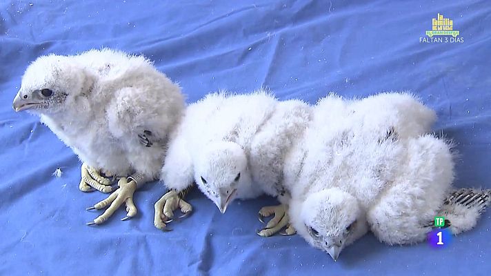 Aquí la Tierra - Halcones vulnerables