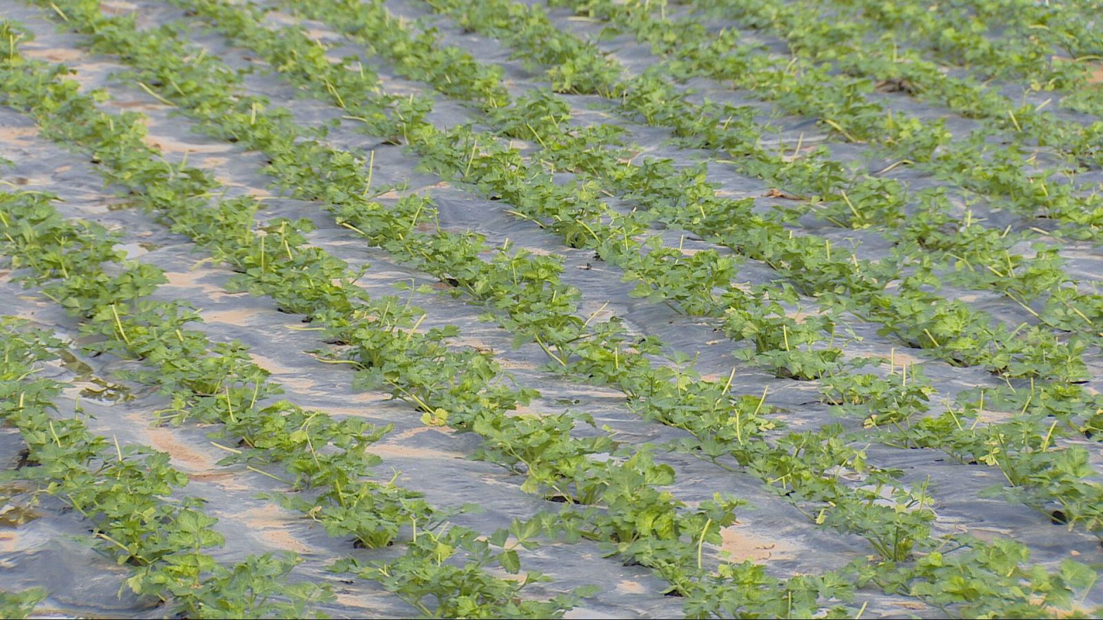 Agrosfera - 26/04/25 - ver ahora