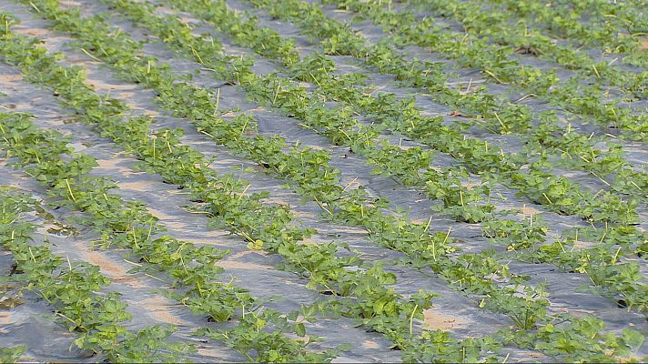 Agrosfera - Agrosfera - 26/04/25