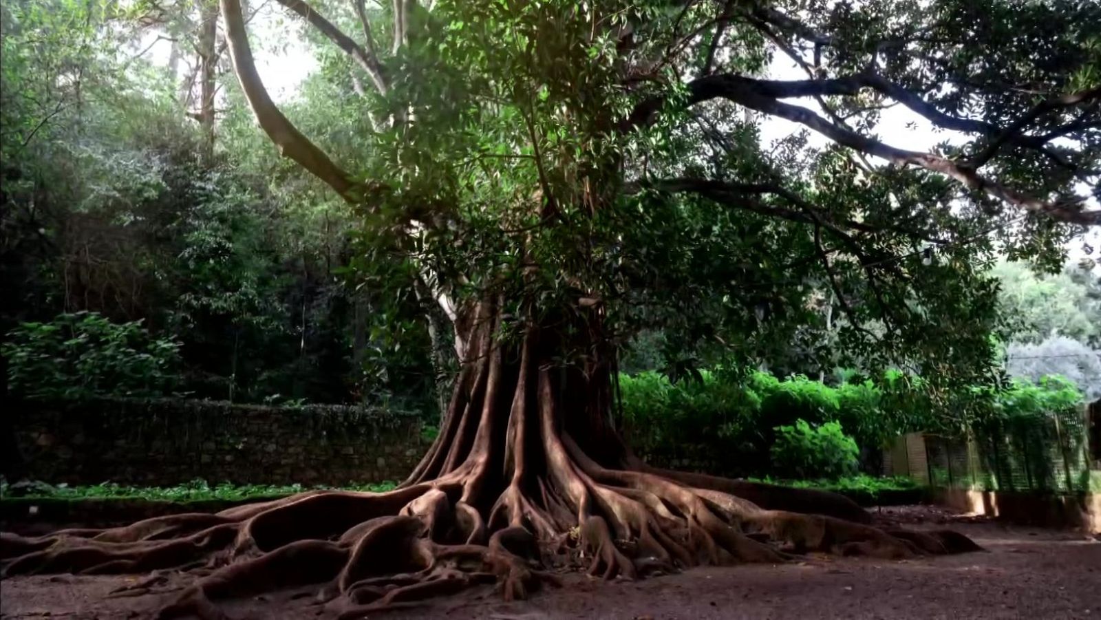 Agenda natural | Ver