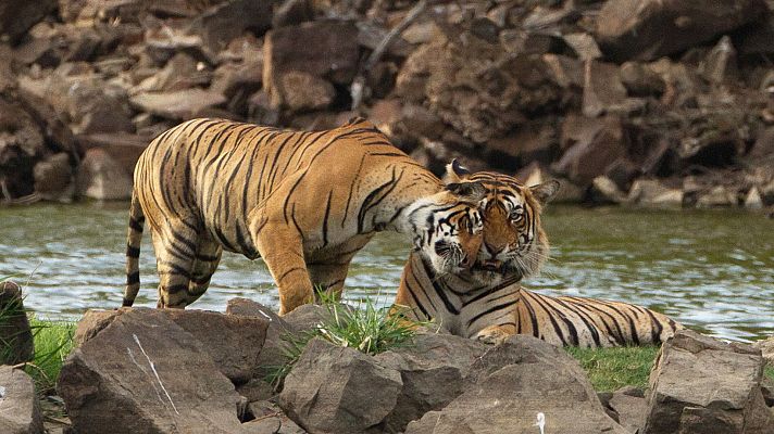 En la naturaleza india - Nagaina, Reina de reyes