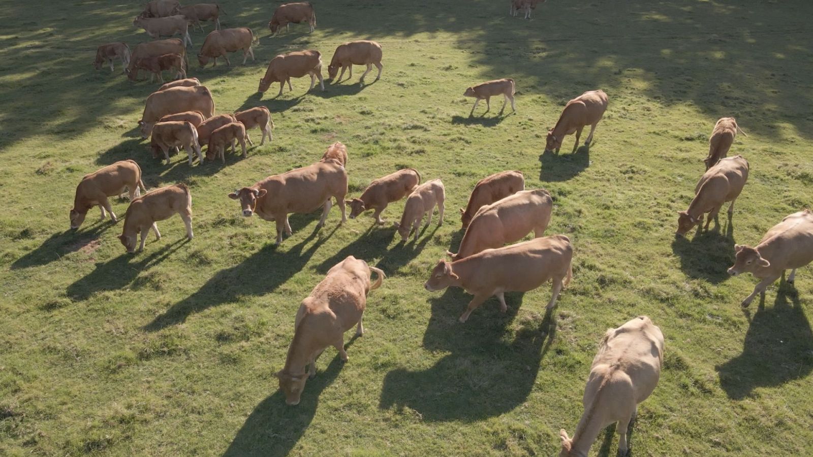 Somos documentales - El rebaño - ver ahora