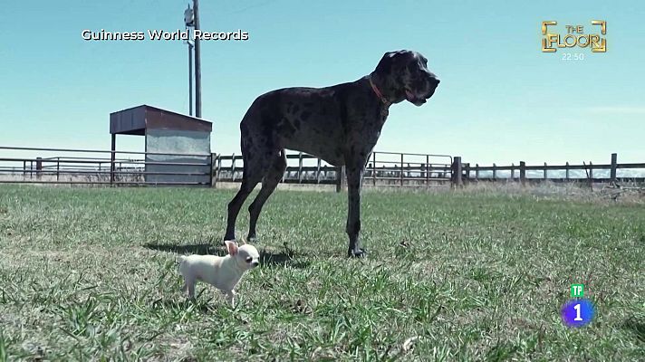 Aquí la Tierra - Dos perros de récord