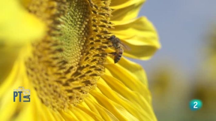 Para todos La 2 - Evelyn Segura, bióloga y divulgadora científica, dedica su sección de medio ambiente a las abejas