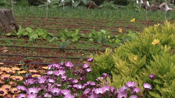 Aquí la Tierra - Tutorial de payeses para cultivar lechugas