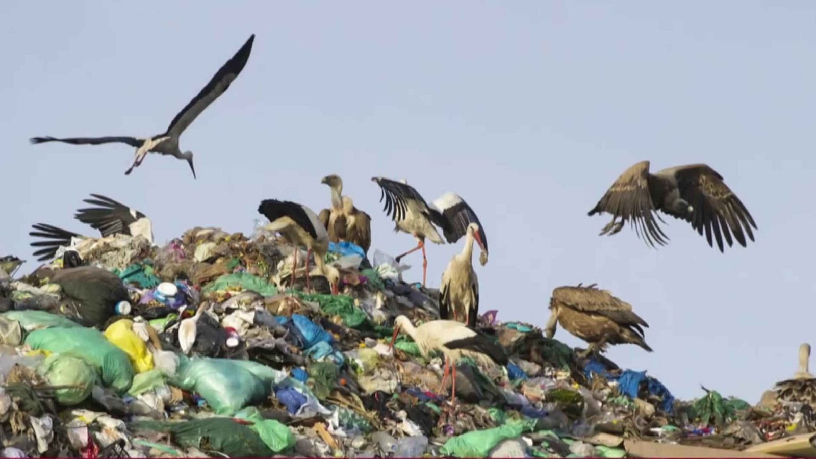 Objetivo Planeta - Antropoceno, la era de la basura - ver ahora