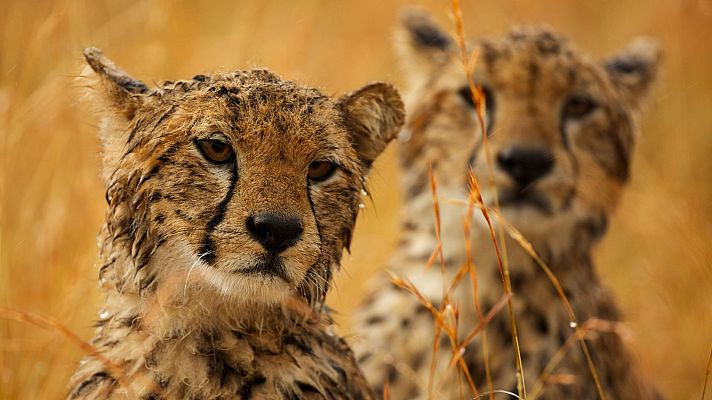 Pambara - Segunda parte