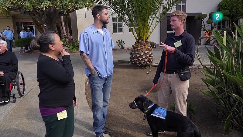 Presos de San Quintn entrenan a futuros perros de asistencia - En lengua de signos | Ver