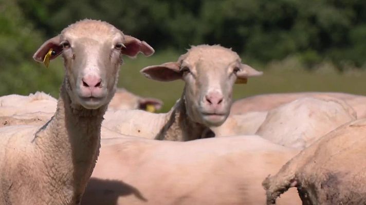 Aquí la Tierra - Las ovejas transhumantes cordobesas