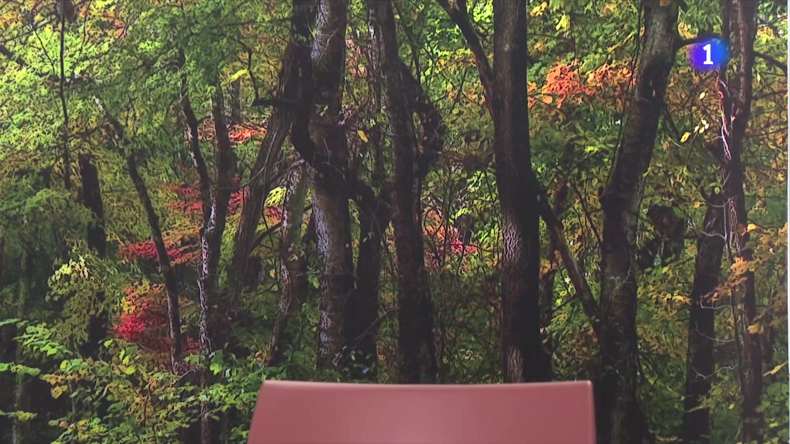 Hoy es el Día de la Madre | Ver