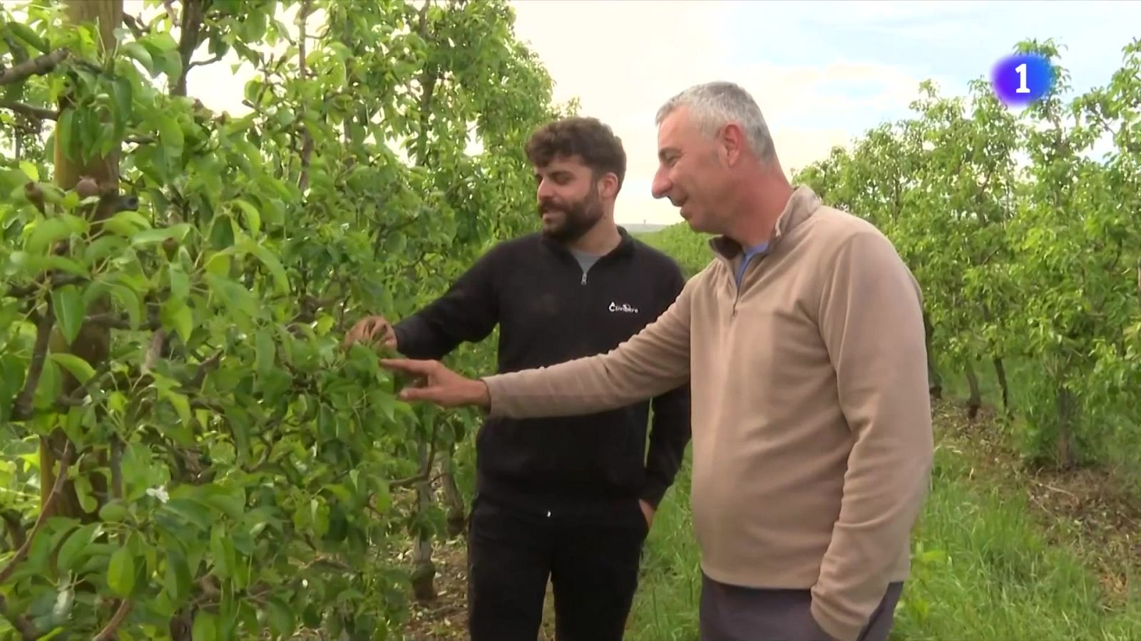 Preocupació entre la pagesia per la nova pedregada al Segrià - L'Informatiu | Veure