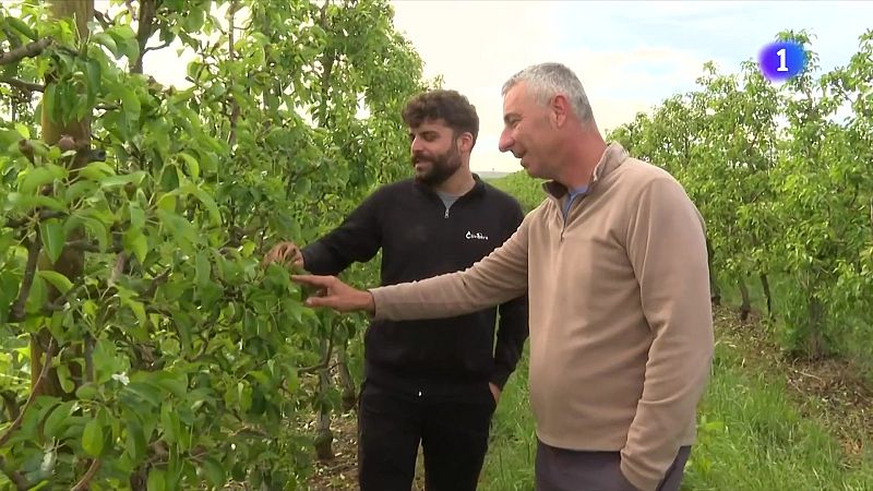 Preocupació entre la pagesia per la nova pedregada al Segrià - L'Informatiu | Veure