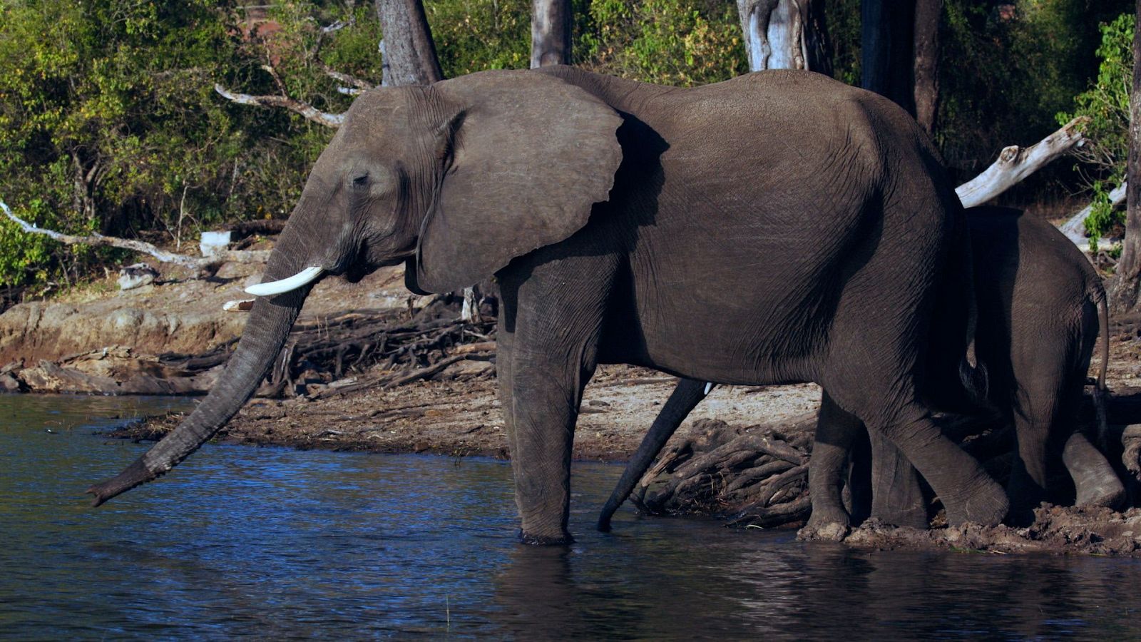 La vida en el reino animal - Episodio 2: Manada y piel - ver ahora