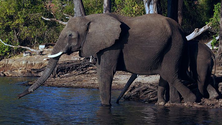 La vida en el reino animal - Manada y piel