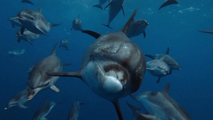 Aquí la Tierra - Las maravillas del mar