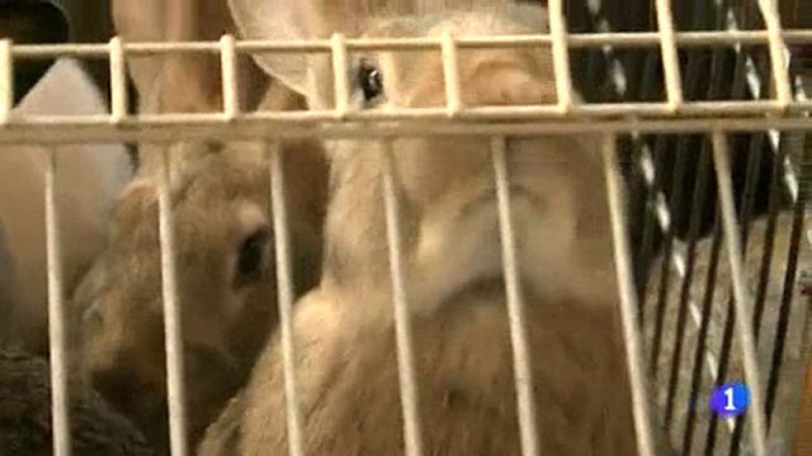 Comando Actualidad - Tirando los precios - Crisis en las granjas de conejos - Comando Actualidad | Ver