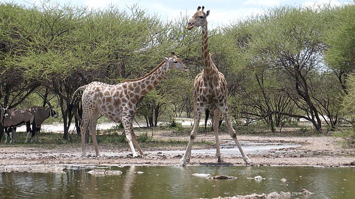 La vida en el reino animal - Ríos y mares