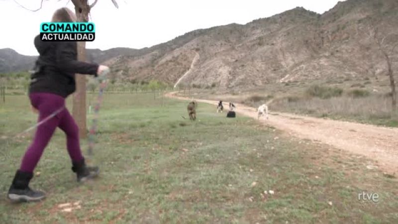 'La vida perra', en 'Comando Actualidad' | Ver