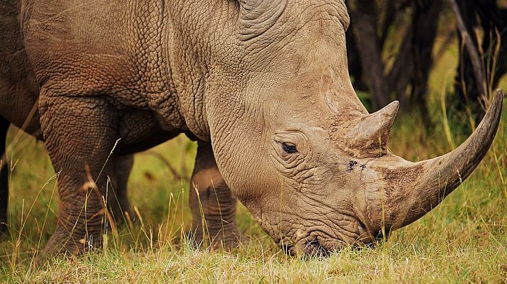 La vida en el reino animal - Aves de un mismo plumaje
