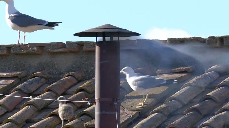 Aquí la Tierra – El minuto de gloria de las gaviotas vaticanas