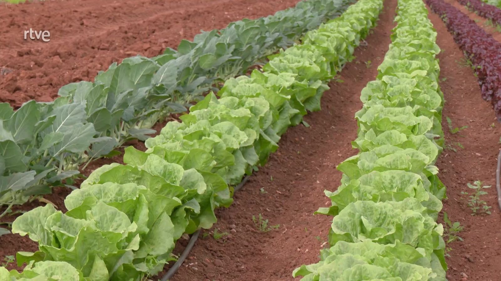 Aquí la Tierra - 09/05/25 - ver ahora