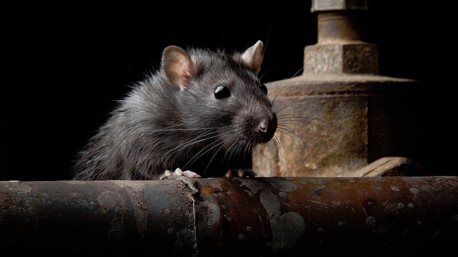 Ratas paseando tranquilamente por un establecimiento de kebabs en Lleida | Ver