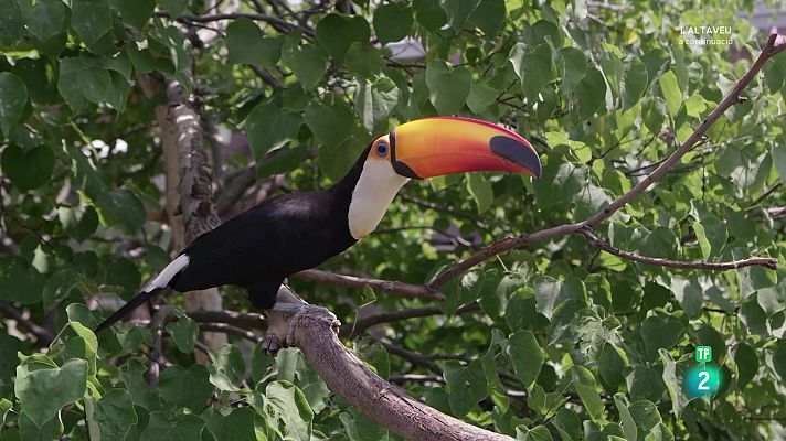 Som Documentals - La vida al regne animal. Aus d'un mateix plomatge