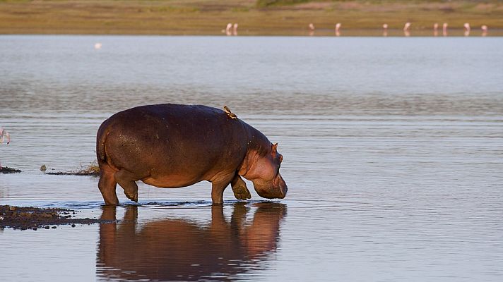 La vida en el reino animal - Rostro y pelos