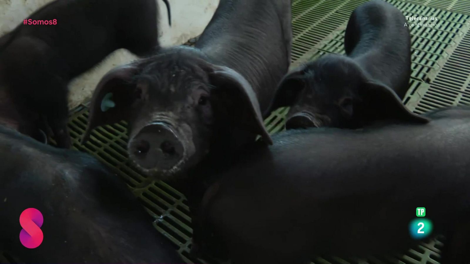 Somos 8 - 12/05/2025 - Somos 8 | Ver