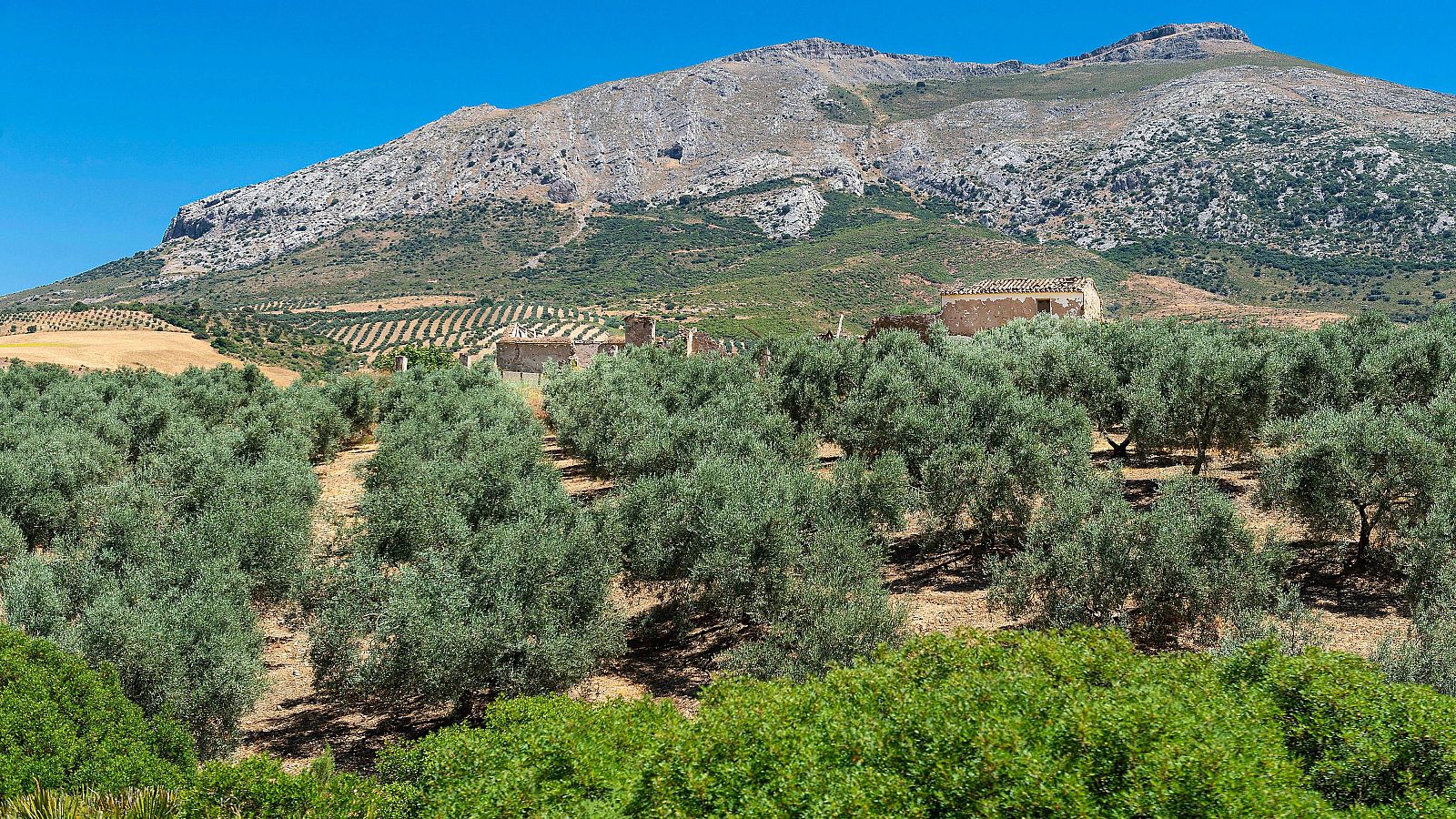 Los precios del aceite se han desplomado - Telediario 1 | Ver