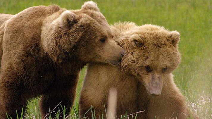 Padres en la naturaleza - El juego del cortejo y los nacimientos