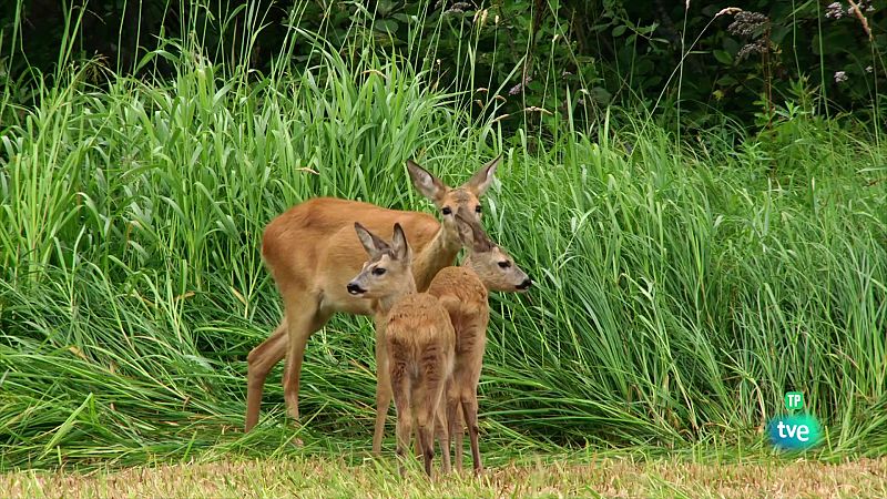 Grans documentals - Pares a la natura. Jocs d'aparellament i naixements - Veure Ara