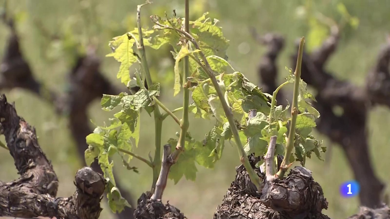 Informativo Telerioja 2 - 14-05-2025 - Ver ahora - Informativo Telerioja | Ver