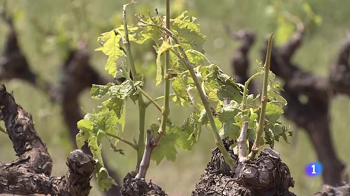 Informativo Telerioja - Informativo Telerioja 2 - 14-05-2025 - Ver ahora