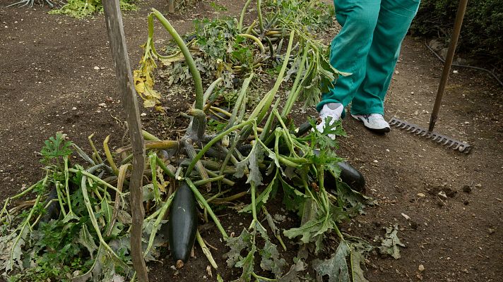 Telediario 1 - 80.000 hectáreas de cultivo afectadas por el granizo