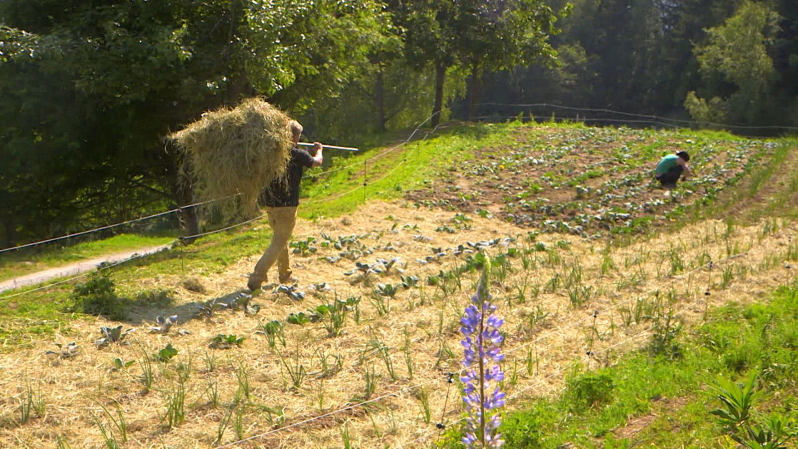 Forjadores del mañana - T2 - Episodio 7: Agricultura sostenible - ver ahora