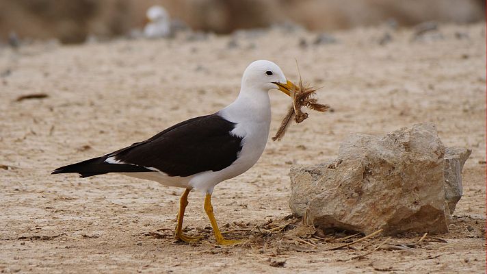 Perú salvaje. El campo de batalla de los Andes - La costa salvaje de Perú