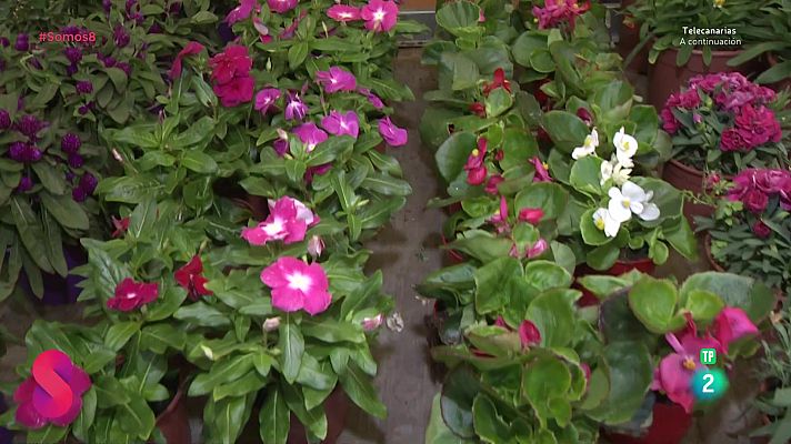 Somos 8 - Somos 8 - 15/05/2025