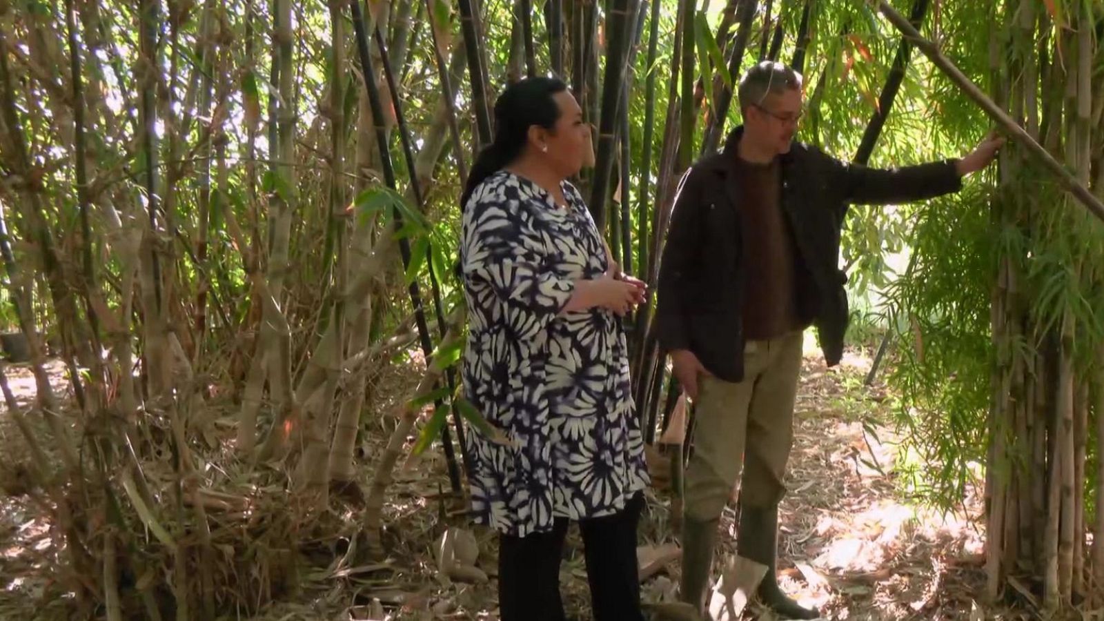 Bambú al rescate climático | Ver