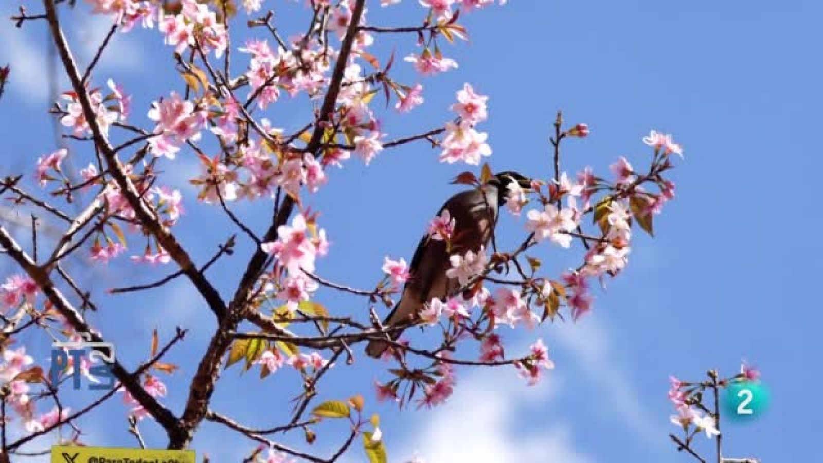 Evelyn Segura habla de los colores y olores de las flores - Para todos La 2 | Ver